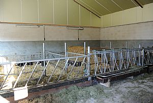 nieuwe jongveestal Bathmen 